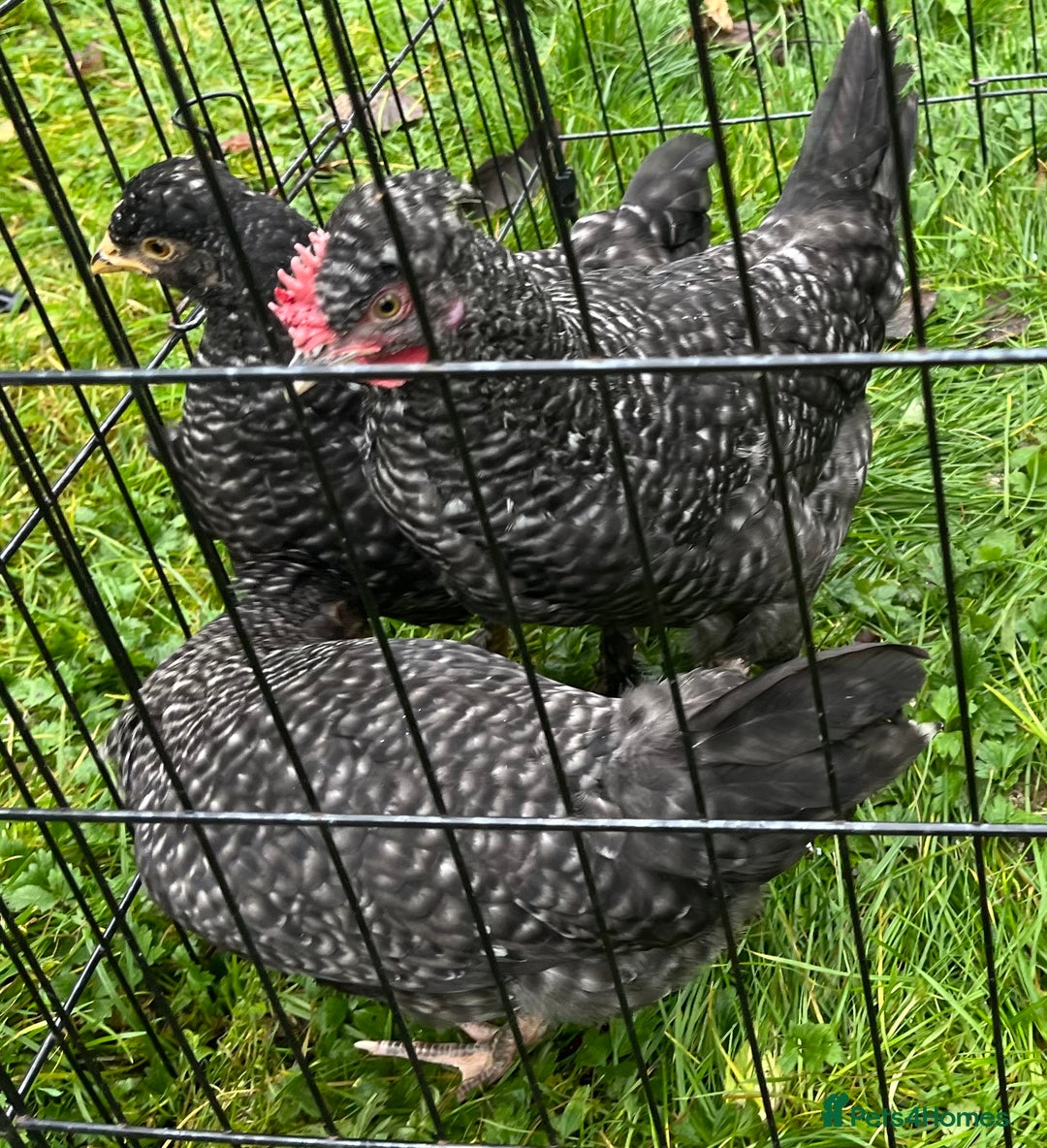 Chickens poultry for sale: Aracana hybrid green egg layers chickens - Image 13