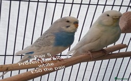 Budgerigars birds for sale: Budgies - babies, adults & breeding pairs - Image 4