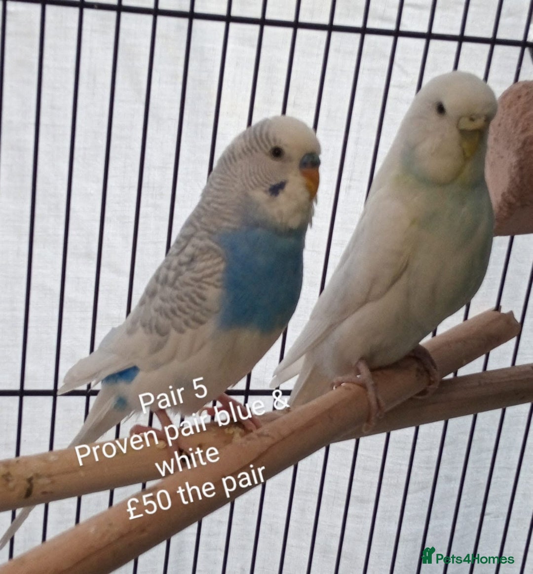 Budgerigars birds for sale: Budgies - babies, adults & breeding pairs - Image 4