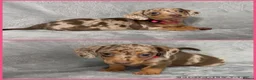 Miniature Dachshund dogs for sale: Miniature Dachshund Puppies - Advert 9