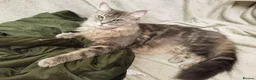 Maine Coon cats for sale: Beautiful Maine Coon kitten - Advert 7