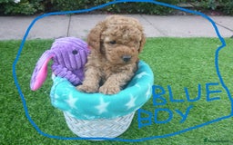 Toy Poodle dogs for sale: Gorgeous Toy Poodles - Image 12