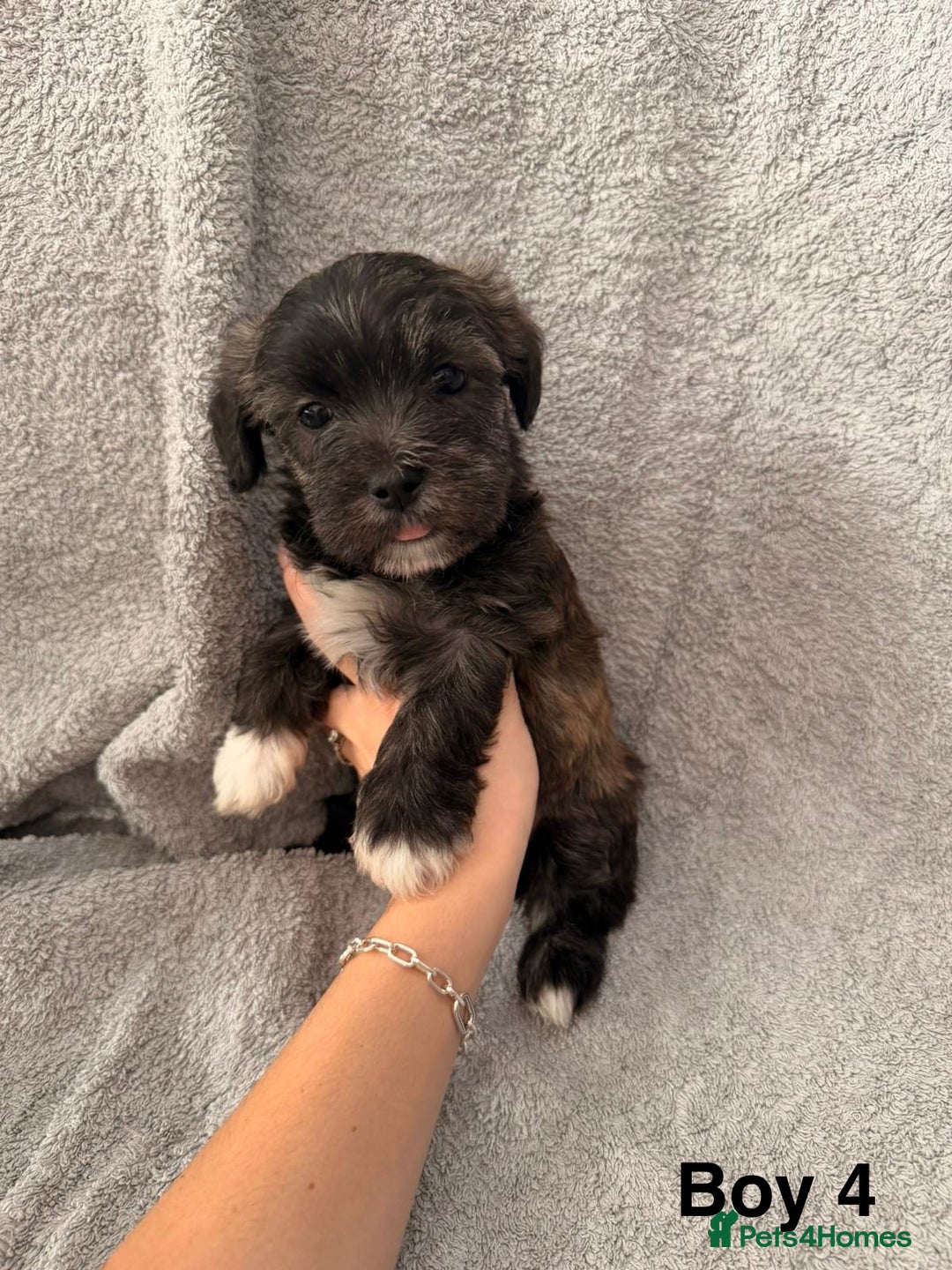 Mixed Breed dogs for sale: Chorkie - Maltese Mix for Sale - Advert 13