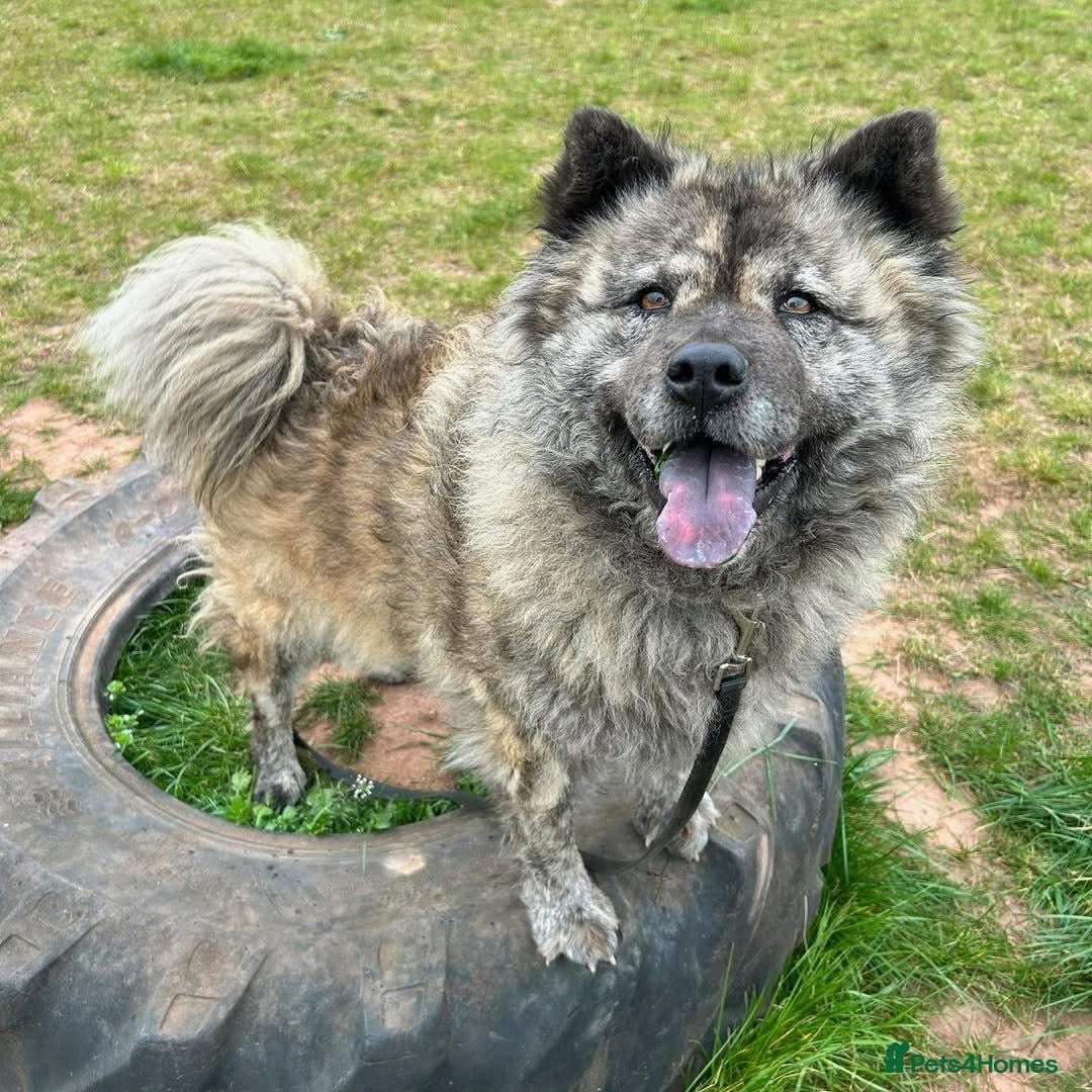 Mixed Breed dogs for adoption: Luna Chow - the people's princess 💜 in Kidderminster - Advert 13