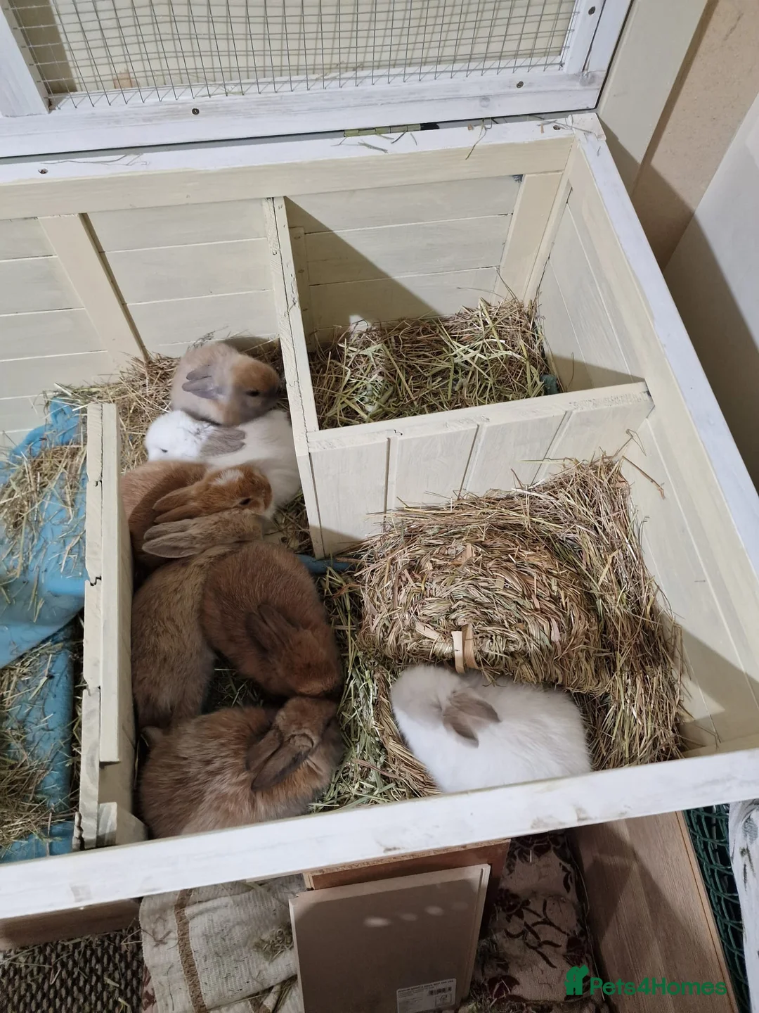 Mini Lop rabbits for sale: Adorable Rabbit Kits Looking for a Loving Home 🐰 - Advert 16