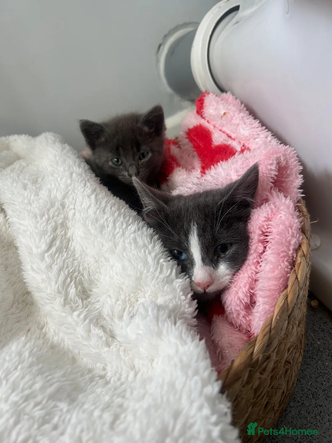 Mixed Breed cats for sale: 2 kittens for sale - Advert 2