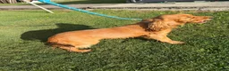 Cocker Spaniel dogs for sale: Kc registered boy  - Advert 4