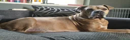 Cane Corso dogs for sale: Cane corso cross tibetan mastiff puppies - Advert 31