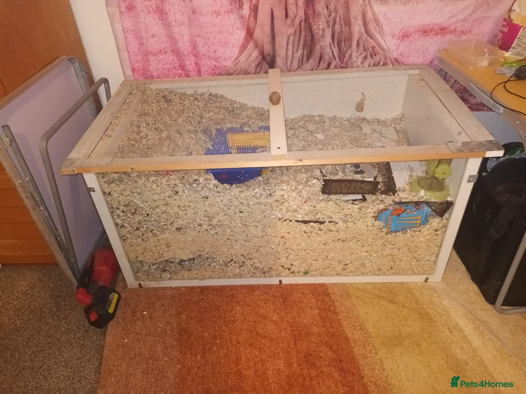 Gerbil rodents for sale: 2 male gerbils - Advert 2