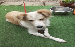Mixed Breed dogs for adoption: 😎Zuko😎 for adoption, fostered in DONCASTER - Image 6