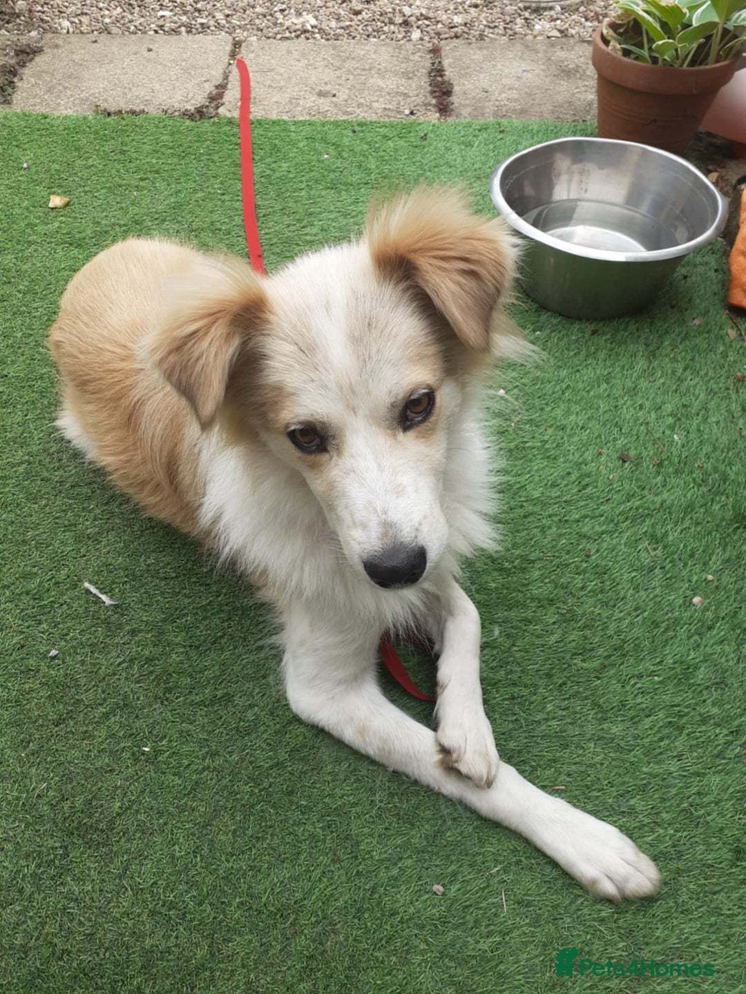 Mixed Breed dogs for adoption: 😎Zuko😎 for adoption, fostered in DONCASTER - Image 6