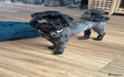 Shihpoo dogs for sale: Outstanding Shihpoo puppies - Image 18