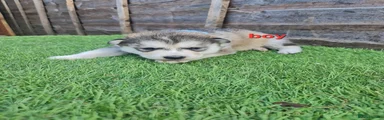 Siberian Husky Puppy 4