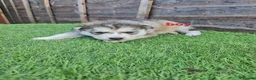Siberian Husky dogs for sale: 6 siberian husky puppies  - Advert 2