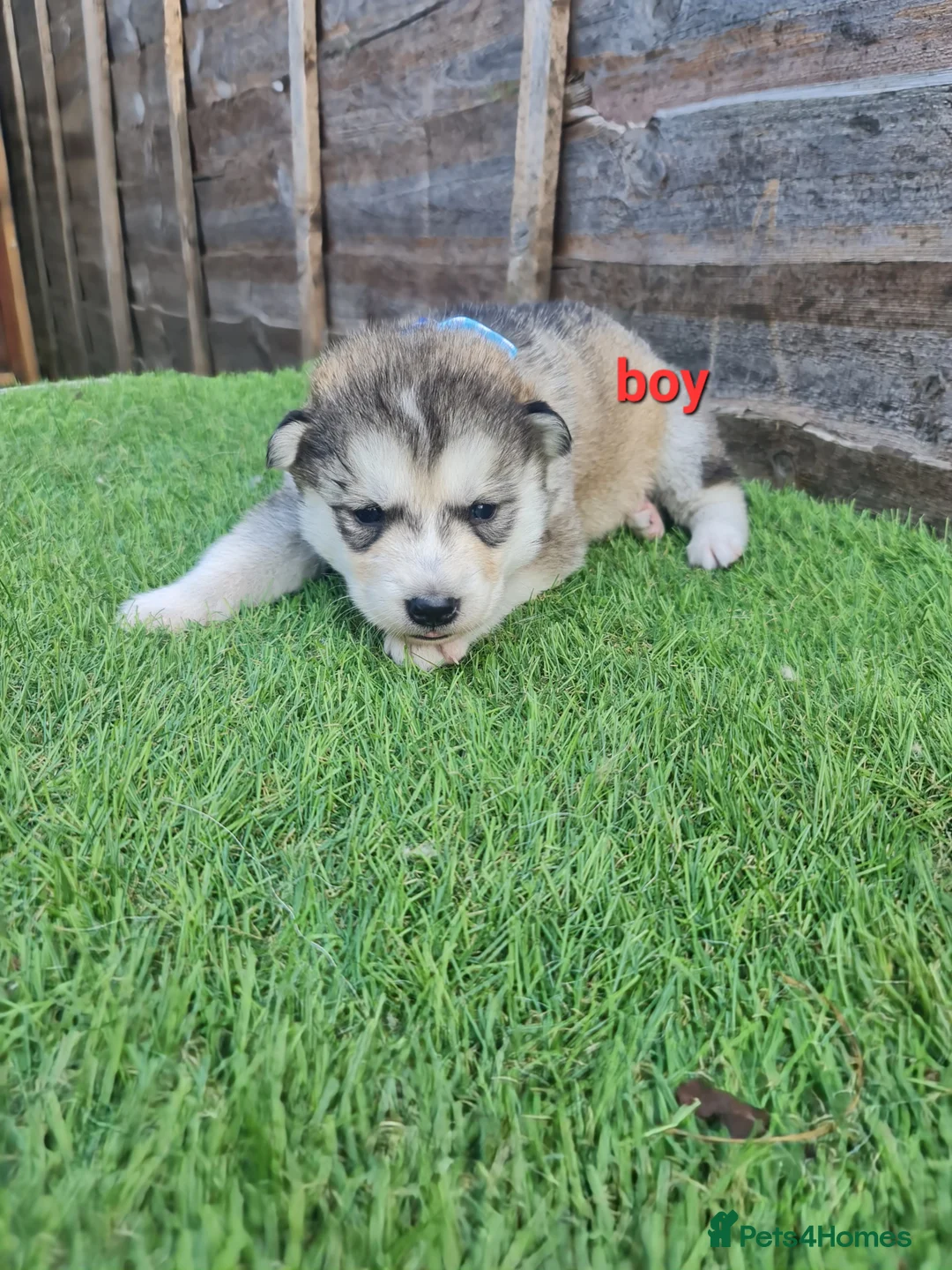Siberian Husky dogs for sale: 6 siberian husky puppies  - Advert 2