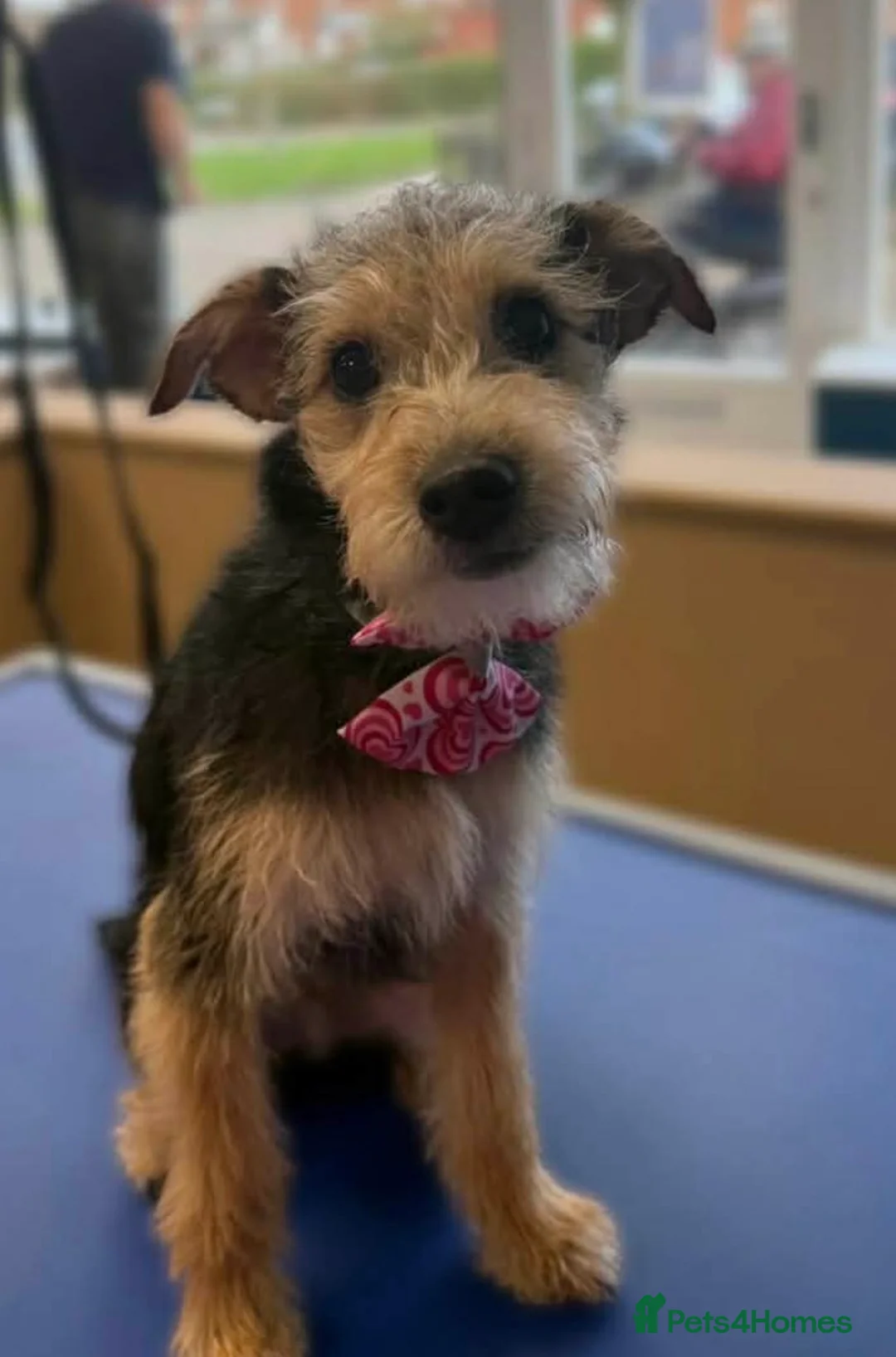 Jackapoo dogs for sale: F1 Male Jackapoo  - Advert 4