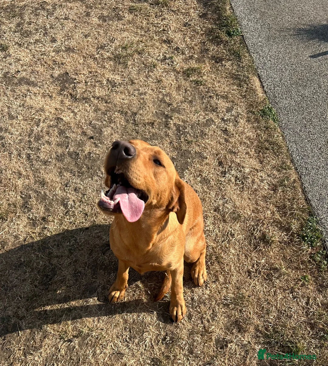 Labrador Retriever dogs for sale: *8 Working Line Labrador Puppies* - Advert 7