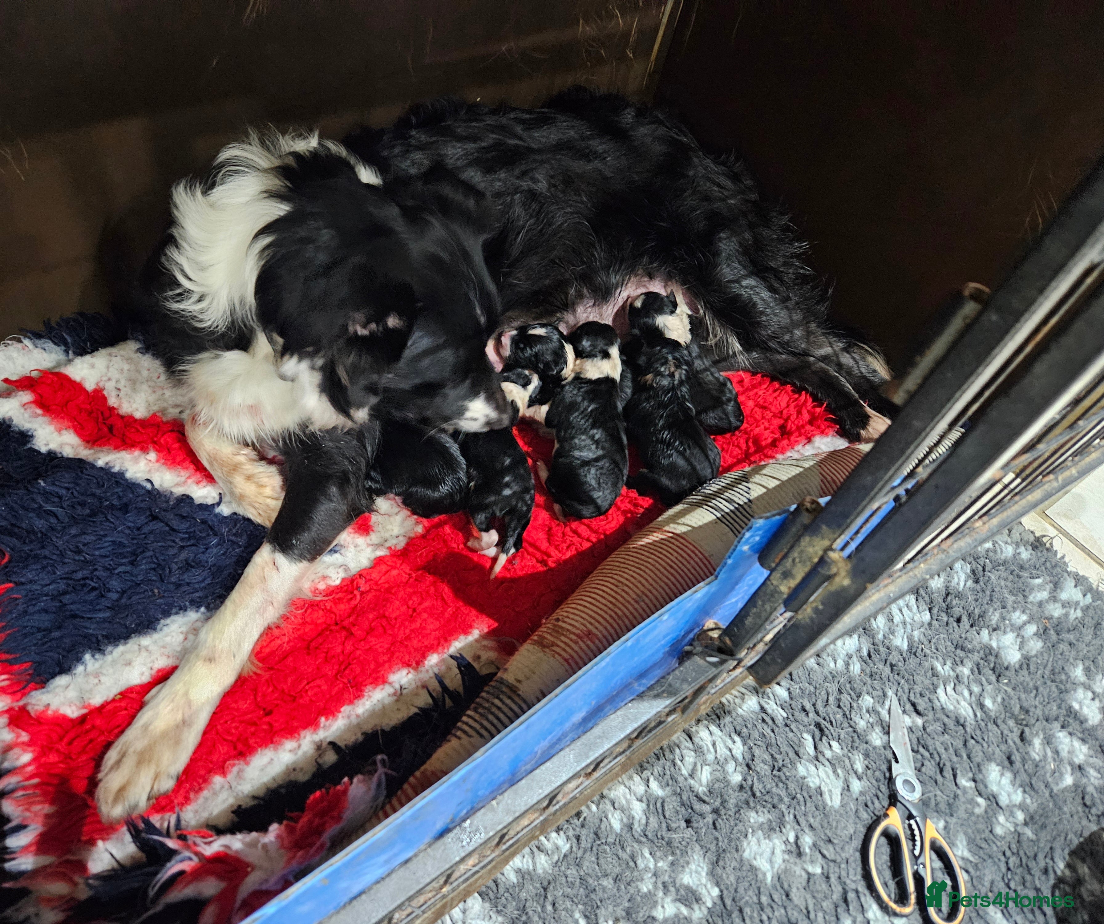 Border Collie dogs 6 Border collie pups - Advert 1