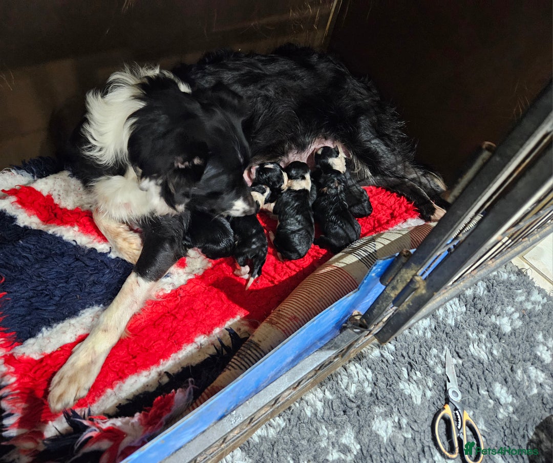 Border Collie dogs for sale: 6 Border collie pups - Advert 1
