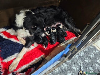 Border Collie dogs 6 Border collie pups - Advert 1
