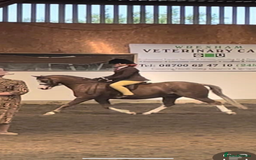 Welsh Section B horses for sale: 🎀Bunbury Zianna aka Annie 🎀 - Image 17