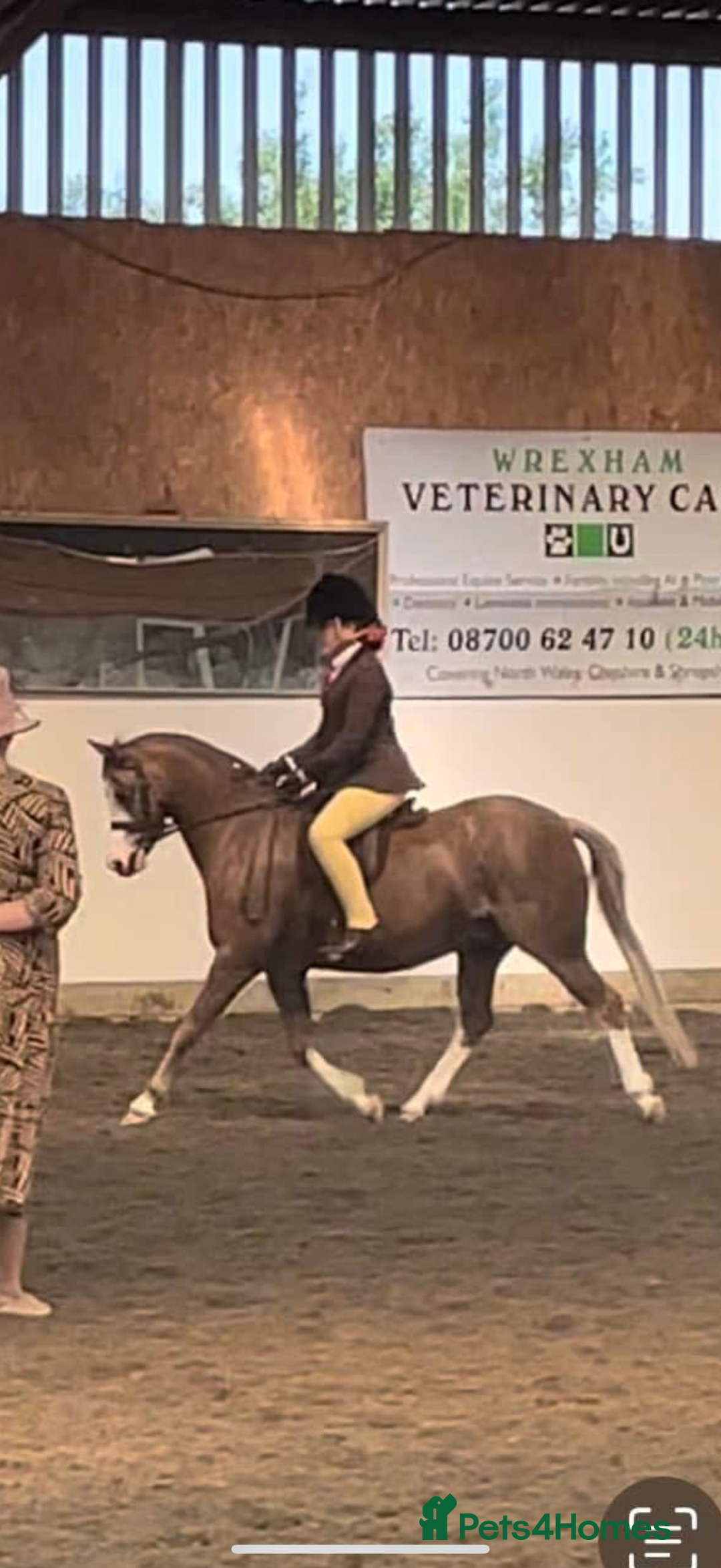 Welsh Section B horses for sale: 🎀Bunbury Zianna aka Annie 🎀 - Image 17
