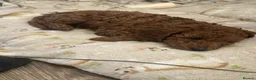 Miniature Poodle dogs for sale: Puppies - Advert 14