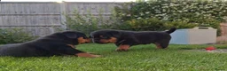 Rottweiler dogs for sale: Rottweiler pups looking for homes  - Advert 2