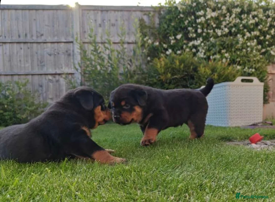 Rottweiler dogs for sale: Rottweiler pups looking for homes  - Advert 2