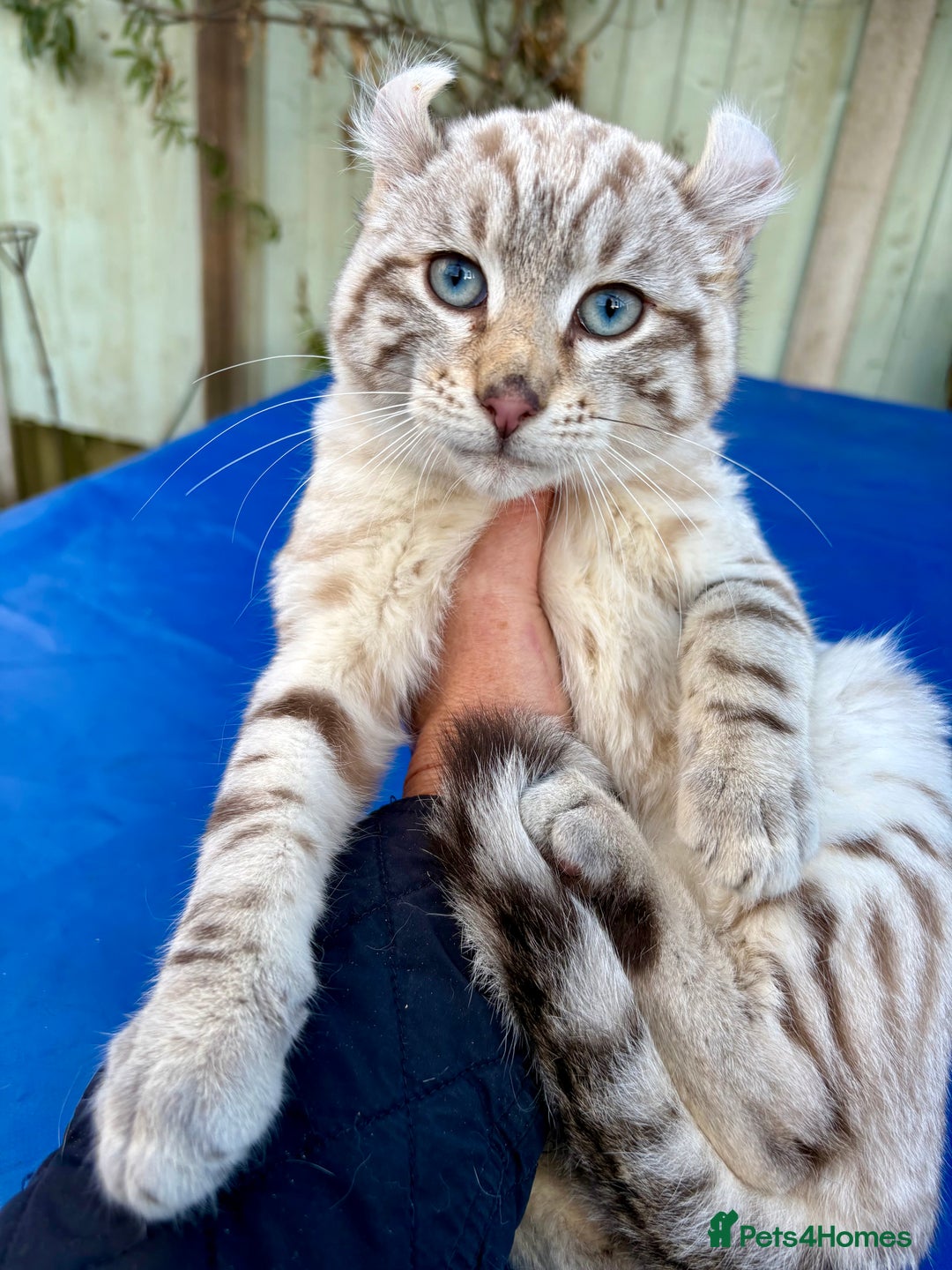 Savannah cats for sale: Superb snow leopard male  - Advert 11
