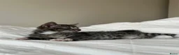 Mixed Breed cats for sale: Kittens - Advert 12