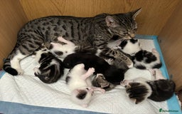 Domestic Shorthair cats for sale: 3 beautiful kittens left  - Image 10