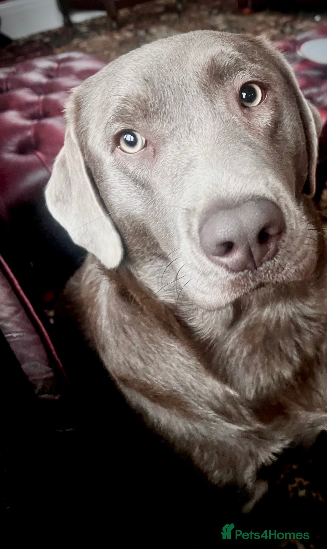 Labrador Retriever dogs for sale: New KC litter of Labradors just born VET approved - Image 4