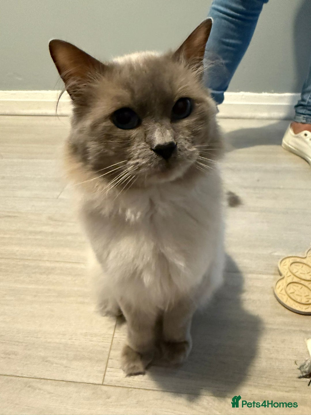 Ragdoll cats for sale: GCCF registered Pedigree Ragdoll kittens - Advert 5