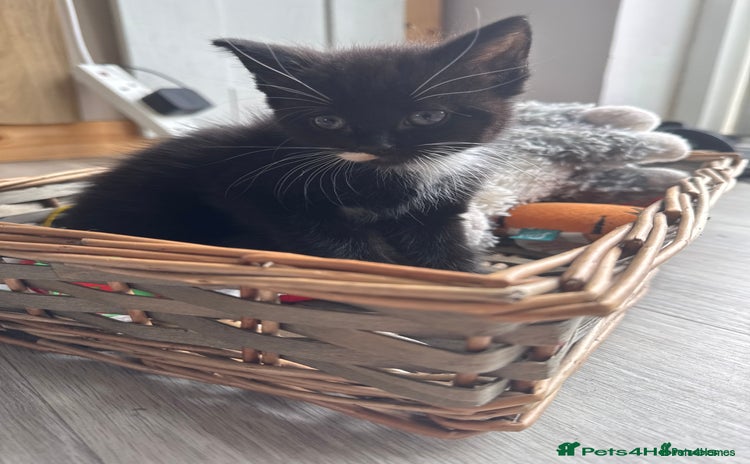 Mixed Breed cats - Advert 1