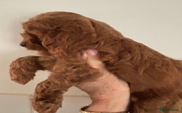 Cavapoo dogs for sale: Fabulous F1b Cavapoo puppies - health tested - Image 2