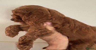 Cavapoo dogs - Advert 13