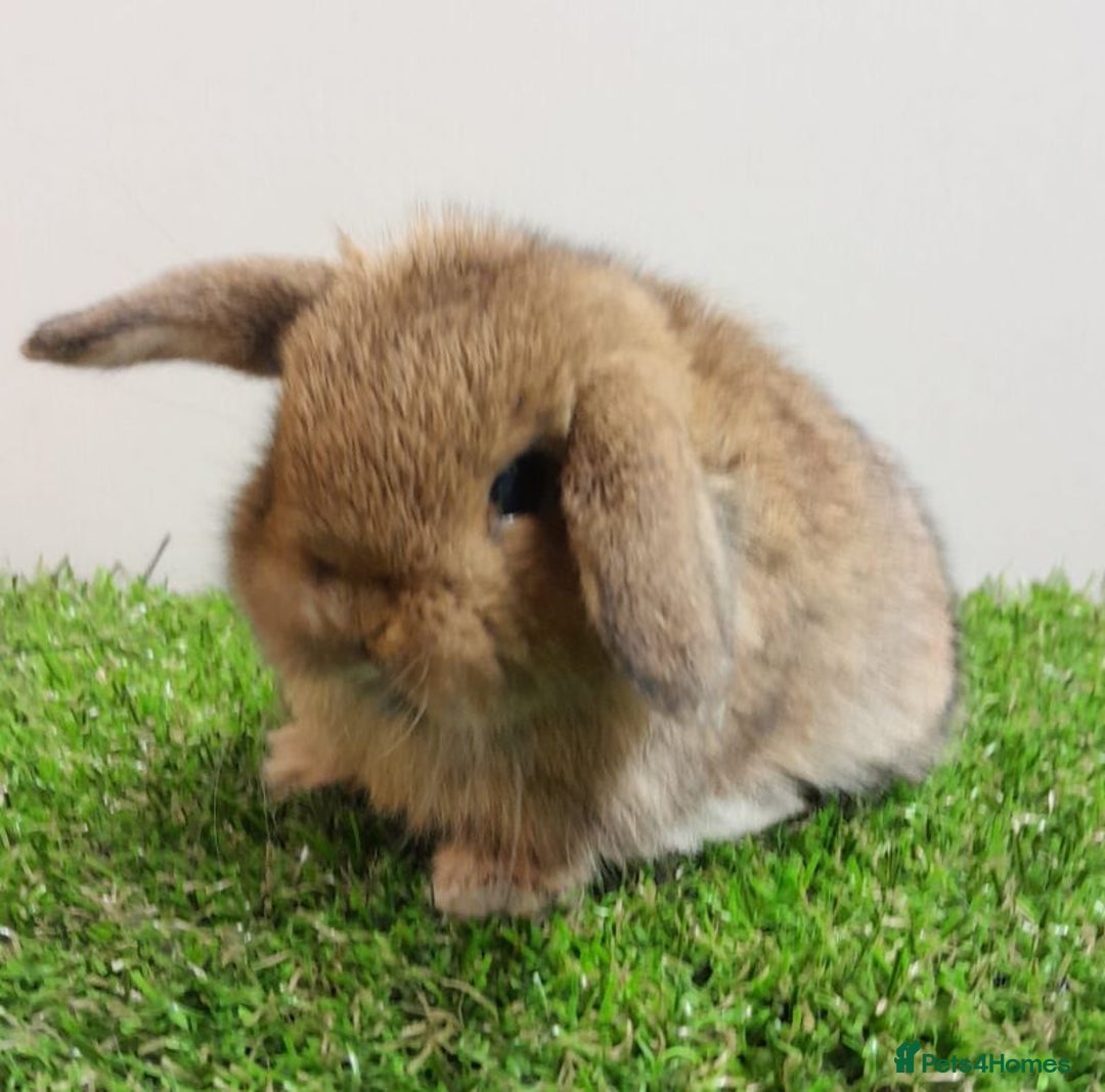 Mini Lop rabbits for sale: Beautiful friendly vaccinated Mini Lops - Image 5