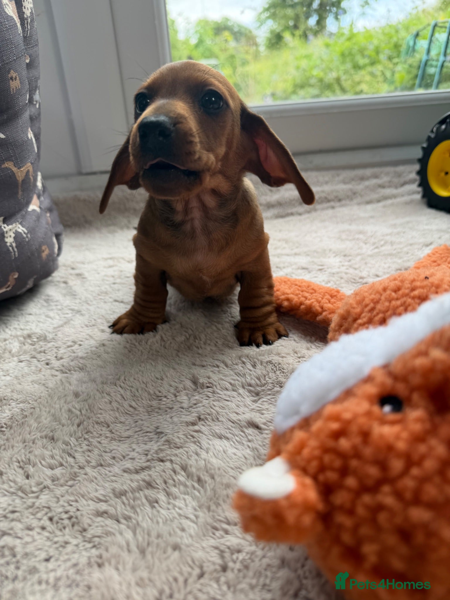 Dachshund dogs Dachshund puppies 🐾 - Advert 3