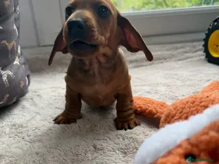 Dachshund dogs Dachshund puppies 🐾 - Advert 5