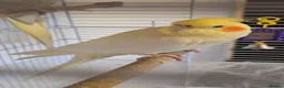 Cockatiels birds for sale: cockatiel and cage - Advert 2