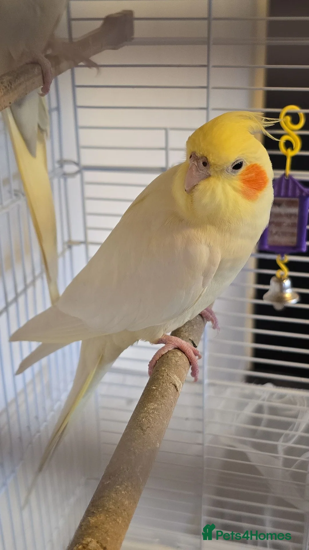 Cockatiels birds for sale: cockatiel and cage - Advert 2