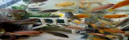 Cichlids fish for sale: African cichlids  - Advert 13