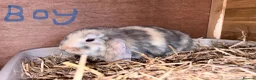 Mini Lop rabbits for sale: Mini Lops  in Nottingham - Advert 4