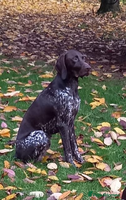 German Shorthaired Pointer dogs KC Registered German Shorthaired Pointer Puppies - Advert 2