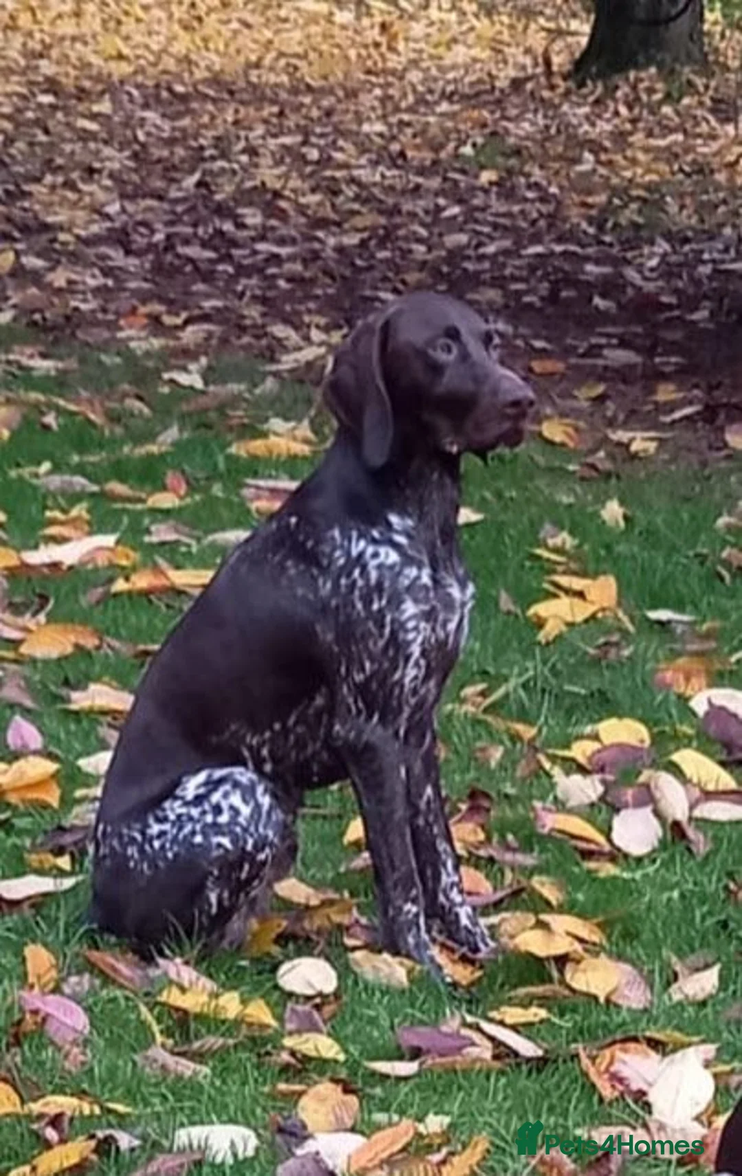 German Shorthaired Pointer dogs for sale: KC Registered German Shorthaired Pointer Puppies - Advert 2