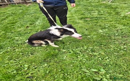 Border Collie dogs for sale: Border collie - Image 2