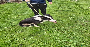 Border Collie dogs - Advert 6