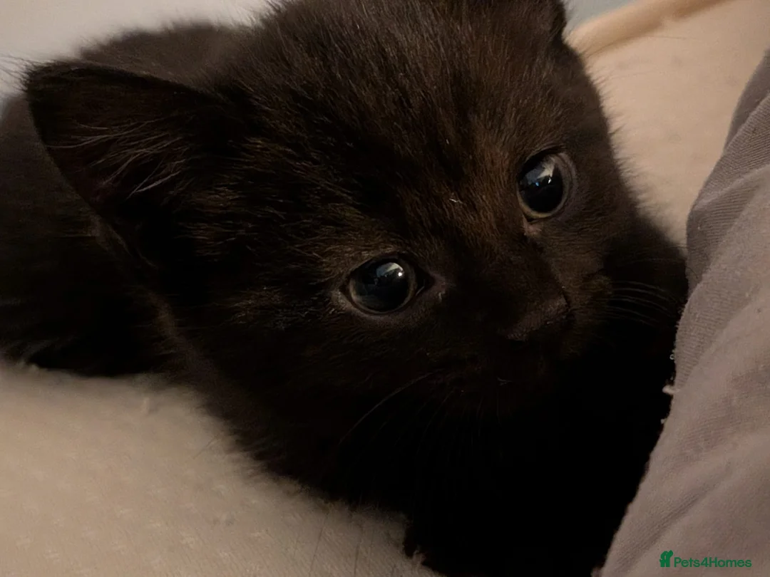 British Shorthair cats for sale: 1 girl left pure black - Advert 2