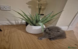 British Longhair cats for sale: British Longhair Female  - Image 2